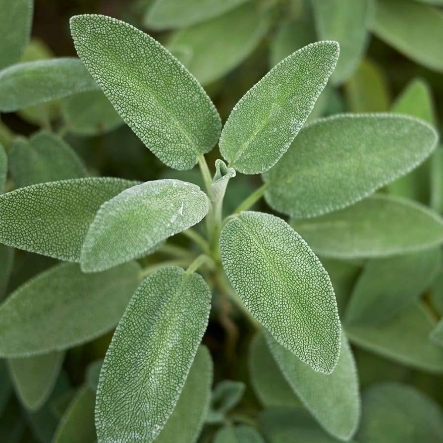 Sage Broadleaf Seeds (Salvia officinalis) - 30 Organic Culinary Herb Seeds for Garden or Kitchen