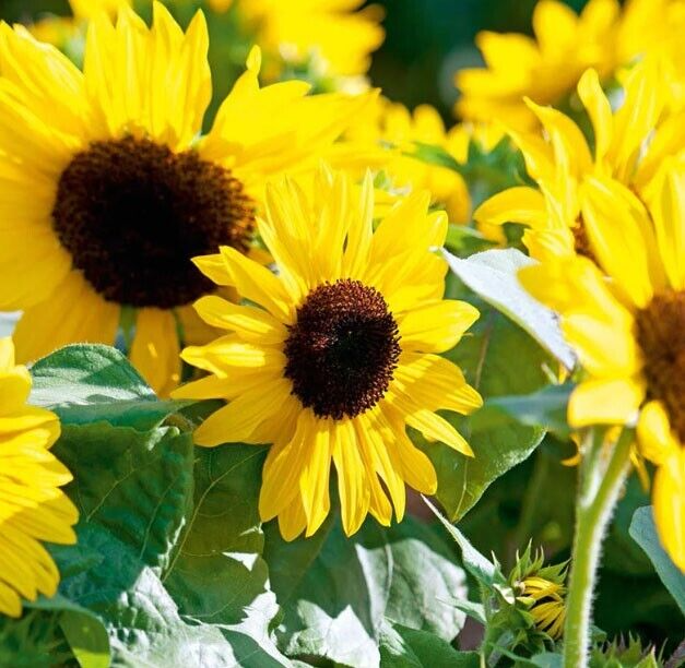 Henry Wilde Sunflower Seeds - 100 Premium Helianthus annuus, Non-GMO, Multiple Blooms