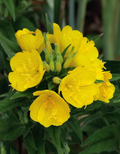 Evening Primrose Seeds (Oenothera biennis) - Bright Yellow Night Bloomer, Pollinator-Friendly