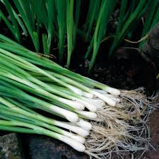 White Lisbon Bunching Onion Seeds (Allium fistulosum) - 250 mg, Heirloom Green Onions