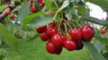 Merton Glory Cherry Seeds - 10+ Large White Cherry Fruits, Cold-Hardy