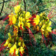 Caesalpinia gilliesii (Mexican Desert Yellow Bird of Paradise) Seeds - 5 Pack, Drought-Tolerant, Zones 8-11