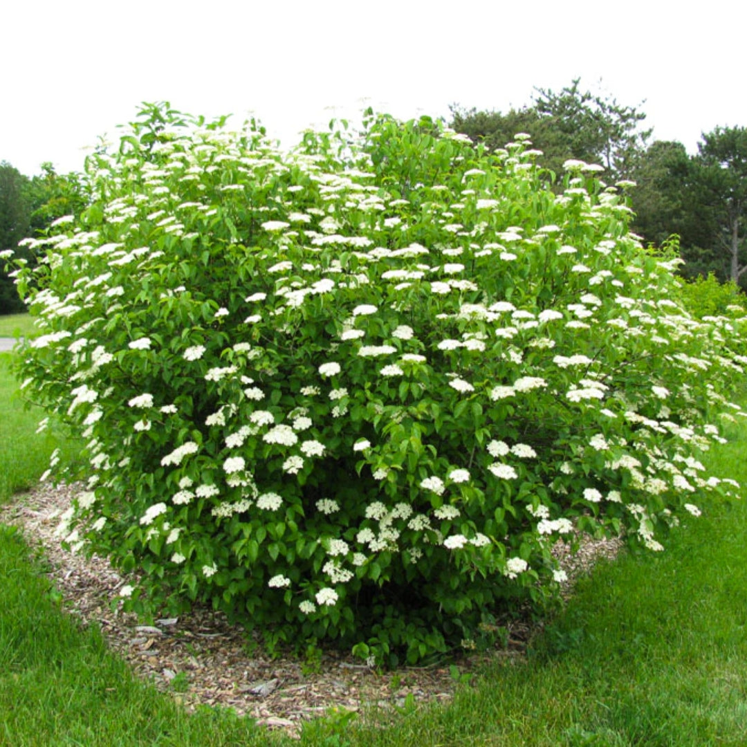 Arrowwood Viburnum (Viburnum dentatum) Bare Root Plant 12-14"