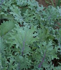 Red Russian Kale Seeds - 500 Seeds, Brassica napus heirloom, cold-hardy, fast-growing
