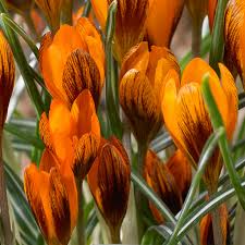 Crocus Golden Orange & Dark Red Mahogany Monarch Bulbs – 5 Starter Bulbs, Early Spring Bloomer