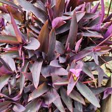 Purple Heart Wandering Jew Unrooted Cuttings (Tradescantia pallida) – 9 Organic Cuttings