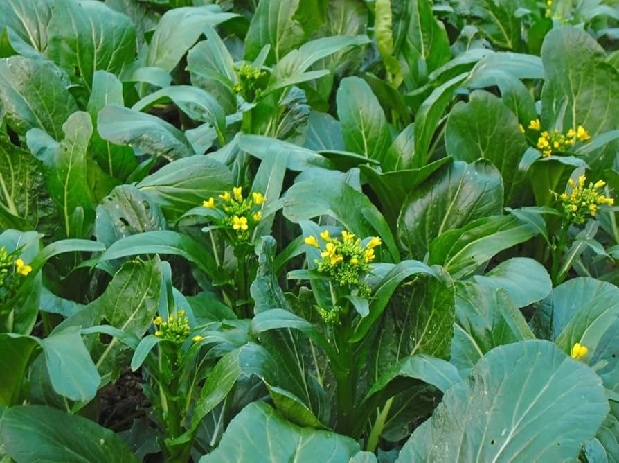Yu Choy Sum Seeds 500mg Brassica rapa var. parachinensis Flowering Jung Green