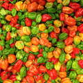 Aji Dulce Pepper Seeds - Heirloom, Non-GMO, Mild Sweet Pepper (100 Days)