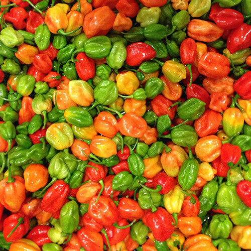 Aji Dulce Pepper Seeds - Heirloom, Non-GMO, Mild Sweet Pepper (100 Days)