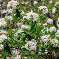 Arrowwood Viburnum Bush (Viburnum Dentatum) Bare Root Starter Plant – 15' Tall, White Flowers, Edible Blue-Black Fruit
