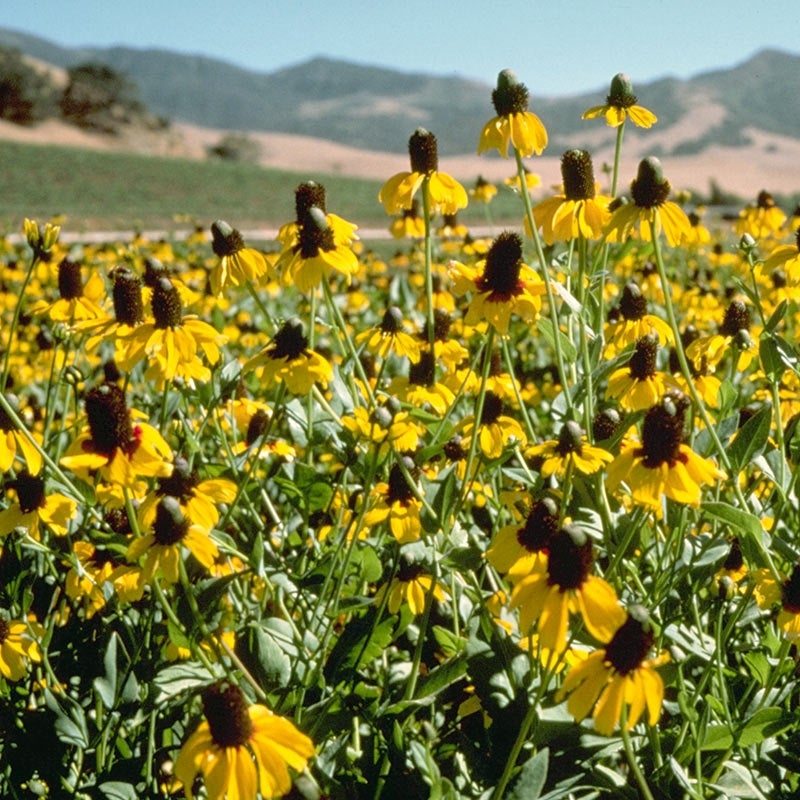 Clasping Coneflower Seeds (Dracopis amplexicaulis) – 100mg (~200 Seeds) – Native Annual