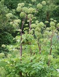 Anise Seeds (Pimpinella anisum) – 250 mg for Planting, Aromatic Herb