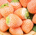 10 Bare-Root Pineapple Strawberry Plants (Fragaria × ananassa) - White Strawberries