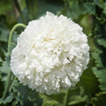 Poppy White Cloud Seeds (Papaver somniferum) - 300 Seeds, Breadseed, Peony Double Blooms, Non-GMO