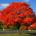 Northern Red Oak Tree (Quercus rubra) - Live Bare Root 2-3 ft