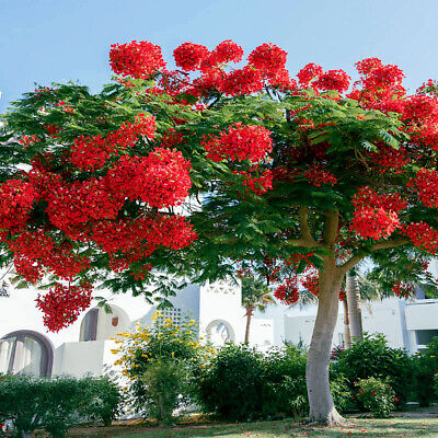 Delonix regia Royal Poinciana Seeds – 5 Fresh Red Flame Tree Seeds