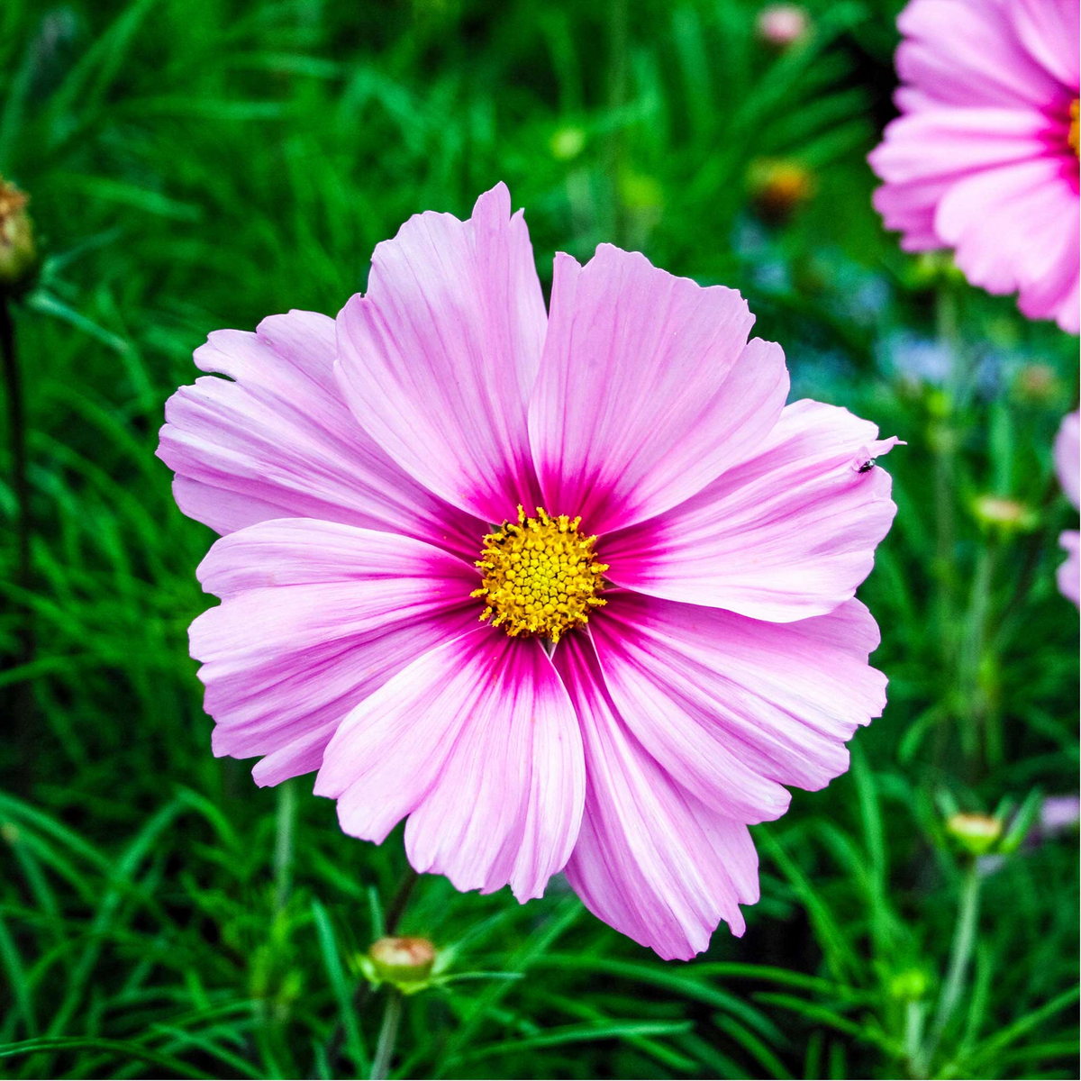 Cosmos Gloria Seeds - Cosmos bipinnatus 1 Gram | Vibrant Annual Flower for Pollinators