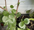 Arabian Wax Ivy (Cissus Rotundifolia) - Unrooted Cutting Starter Plant