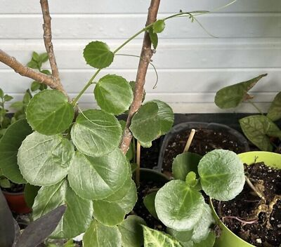 Arabian Wax Ivy (Cissus Rotundifolia) - Unrooted Cutting Starter Plant