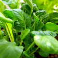 Pak Choi Bok Choi Taisai Seeds – 500mg Brassica rapa var. chinensis (Heirloom) for Cool-Season Harvest