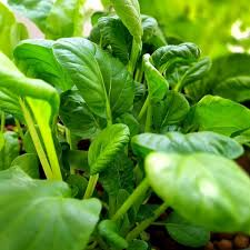 Pak Choi Bok Choi Taisai Seeds – 500mg Brassica rapa var. chinensis (Heirloom) for Cool-Season Harvest