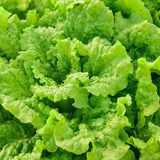 Black Seeded Simpson Leaf Lettuce Seeds | Lactuca sativa, Heirloom, Non-GMO, 500 Seeds