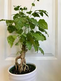 Radermachera sinica Seeds (China Doll Tree) - 15 Seeds for Indoor Bonsai, Non-GMO