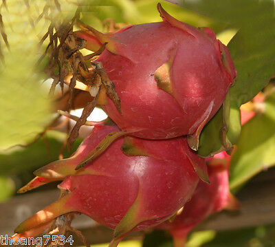 Halley’s Comet Dragon Fruit (Hylocereus undatus) - Red Flesh, Rooted Plant 4-7”