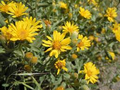 Godfrey’s Golden Aster Seeds (Chrysopsis godfreyi) – 25 Seeds | Perennial Wildflower