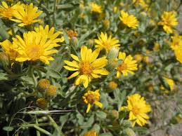 Godfrey’s Golden Aster Seeds (Chrysopsis godfreyi) – 25 Seeds | Perennial Wildflower