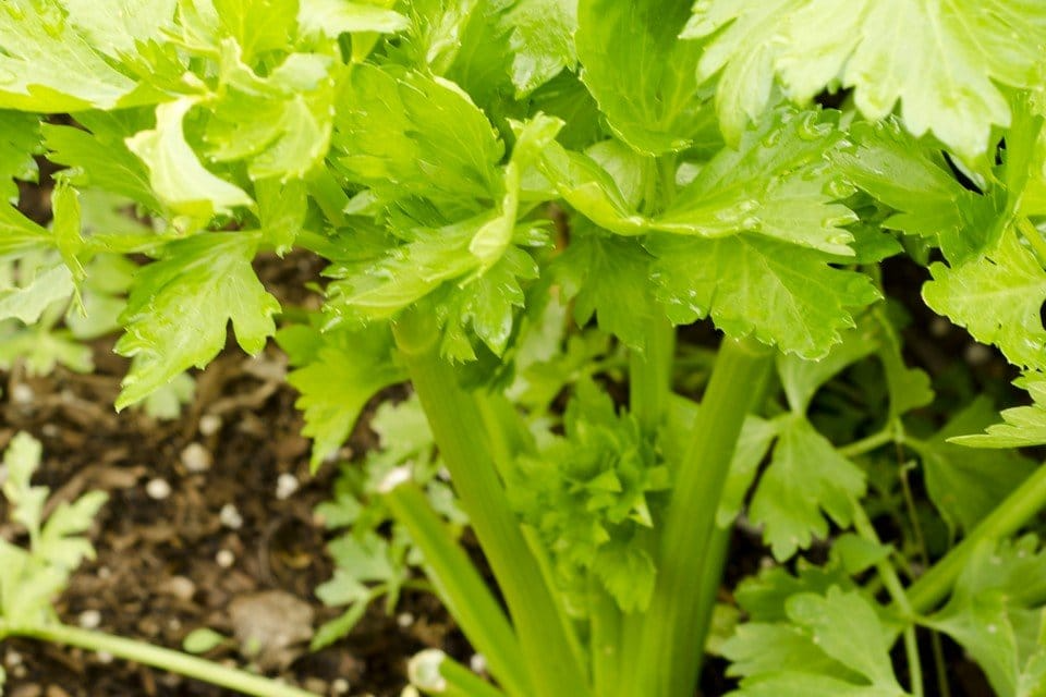 Golden Pascal Celery Seeds - 500 Count, Heirloom, Crisp Sweet Stalks