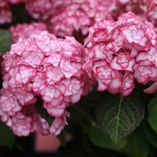 Hydrangea Miss Saori Starter Plant | Double-Petaled Flowers | Zones 5-9