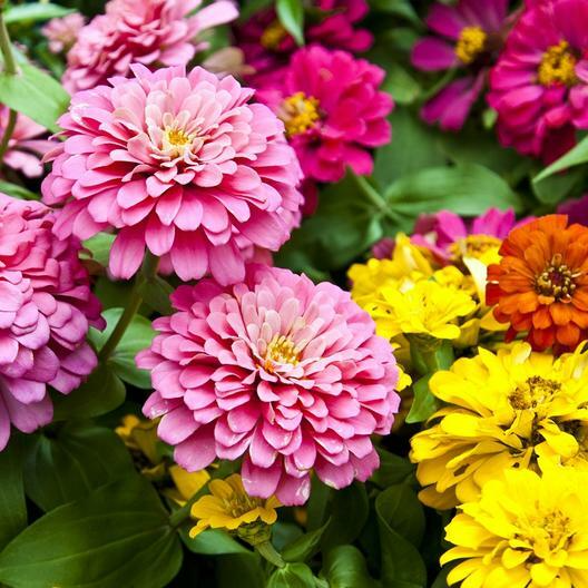 Dahlia Flowered Zinnia Seeds - Zinnia elegans | Large Dahlia-Like Blooms, Pollinator-Friendly