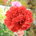 Carnation Etincellant Red Seeds (Dianthus caryophyllus) - 200 Seeds, Fragrant, Non-GMO, Pollinator-Friendly