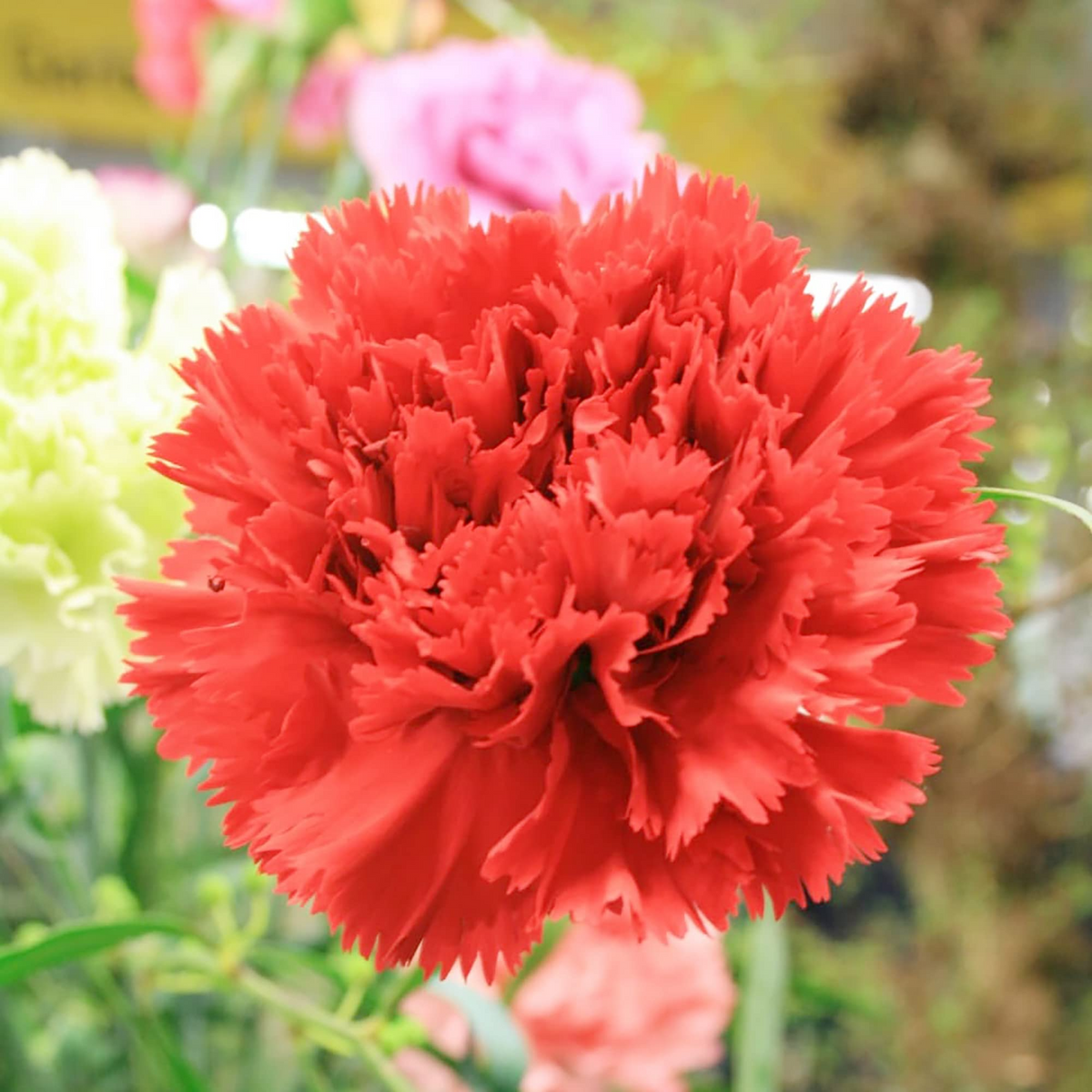 Carnation Etincellant Red Seeds (Dianthus caryophyllus) - 200 Seeds, Fragrant, Non-GMO, Pollinator-Friendly