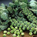 Brussels Sprouts Catskill Seeds - 1g, Heirloom, Cold Hardy, High Yield