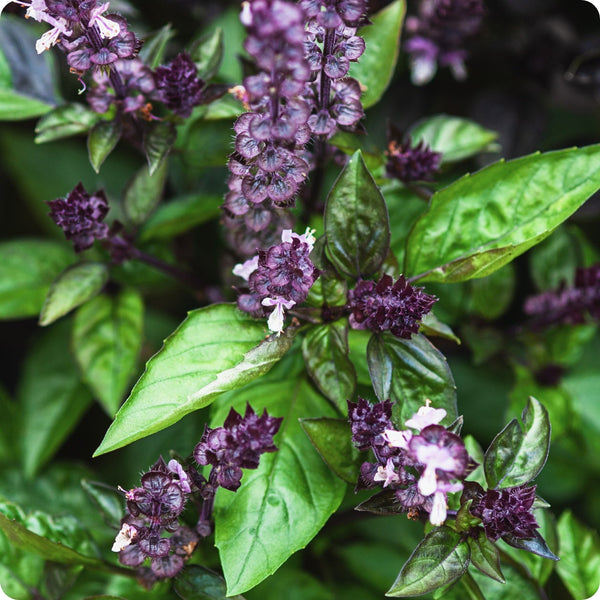 Cinnamon Basil Seeds - Ocimum basilicum | Aromatic Spicy-Sweet Flavor, 600 Seeds