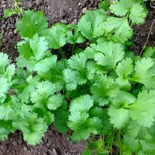 Leisure Cilantro (Coriandrum sativum) - 125 Seeds - Slow-Bolting Herb for Cooking & Garnish