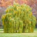 Weeping Willow Tree - Bare Root Live Plant 2-3 ft, Fast-Growing Ornamental
