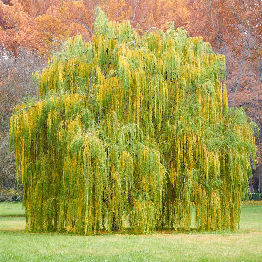 Weeping Willow Tree - Bare Root Live Plant 2-3 ft, Fast-Growing Ornamental
