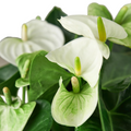 Anthurium Starter Plant - White Flamingo Flower | Live Tropical Houseplant