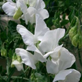 CCC Sweet Pea Seeds (50+): Fragrant Climbing Vines, Vintage Pastel Blooms