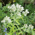 Mountain Mint Seeds (Pycnanthemum verticillatum) – 25 Premium Seeds, Aromatic Edible Leaves, Native Perennial