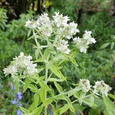 Mountain Mint Seeds (Pycnanthemum verticillatum) – 25 Premium Seeds, Aromatic Edible Leaves, Native Perennial