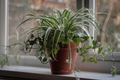 Spider Plant Cuttings (Chlorophytum comosum) - 10 Unrooted Cuttings for Easy Indoor Air Purifier