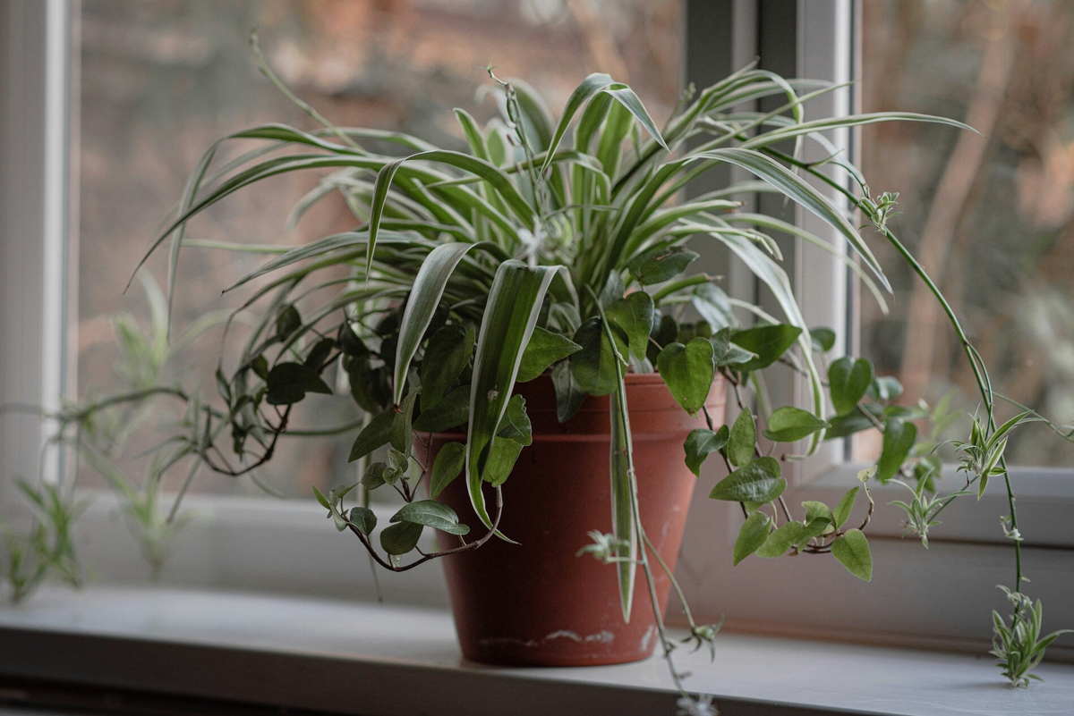 Spider Plant Cuttings (Chlorophytum comosum) - 10 Unrooted Cuttings for Easy Indoor Air Purifier
