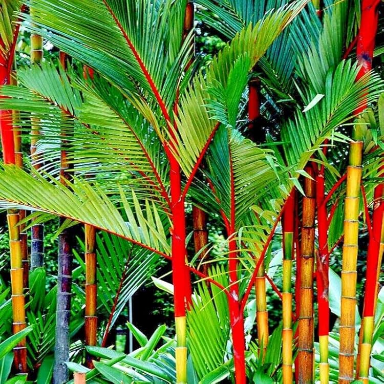 Red Sealing Wax Palm Seeds (Cyrtostachys renda) - Lipstick Palm, 10 Seeds