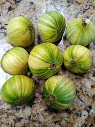 Tiger Panache Fig Cuttings (Variegated) - 2 Fresh 6+" Scions with 3+ Nodes for Rooting
