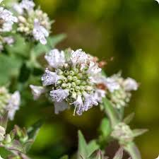 Florida Mountain Mint Seeds (Pycnanthemum floridanum) – 25 Fresh Seeds for Pollinator Gardens, Fragrant Perennial Herb