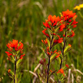 Castilleja Coccinea Seeds | Scarlet Indian Paintbrush - 50 Seeds, Native Wildflower